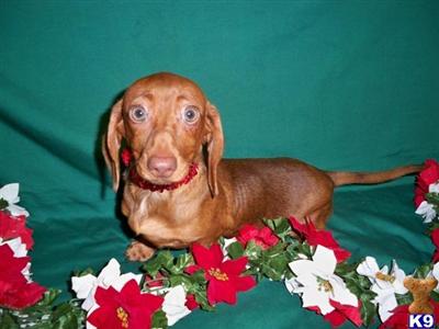 Beautiful  mini Red Girl Champion lines